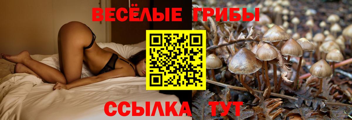 Галлюциногенные грибы Psilocybine cubensis Гулькевичи